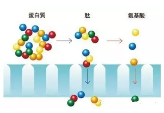 补充胶原蛋白到底有啥用？